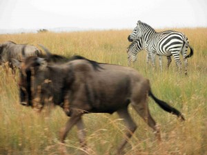 Big grazers: Serengeti is best known for its iconic migratory herds of large-bodied grazers, such as wildebeest and zebras.