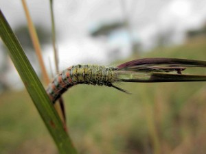 Tiny grazers: A lepidopteran grazer enjoys a snack of Themeda triandra, the region's dominant grass.