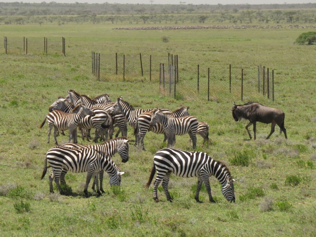 Zebra and Wildebeest in Serengeti - T. Michael Anderson