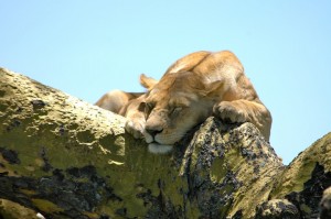 Lioness_in_tree