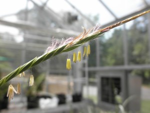 Flower of Heteropogon contortus   