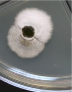 Figure 3: Slowop. Opaque, white slow growing endophyte, 16 days of culture