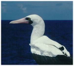 Nazca Booby (unit 2002 considered a subspecies of masked booby)