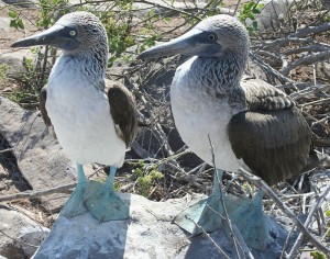 760px-Blue-footed_Booby_Comparison