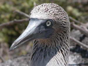 Blue Footed Booby