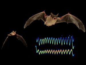 Mexican free-tailed bats and ultrasonic signature. photo credit N. Hristov