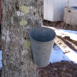 Image for How Sweet It Is! WFU Grad Predicts a Bumper Crop of Maple Syrup in 2015