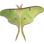 Image for How the Luna Moth Uses Its Tails