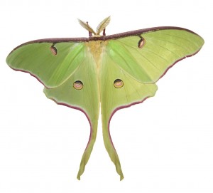 Luna moth (Wikipedia)