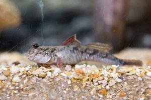 Mudskipper